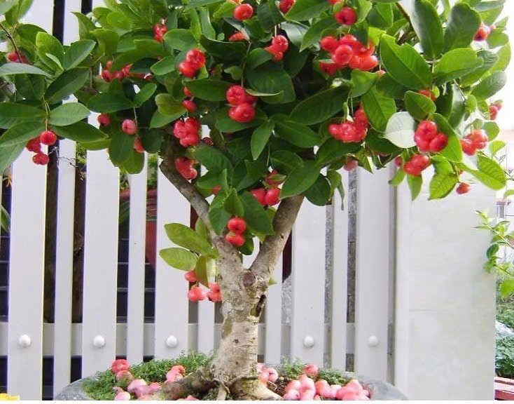 Cây mận Hoàng Yến