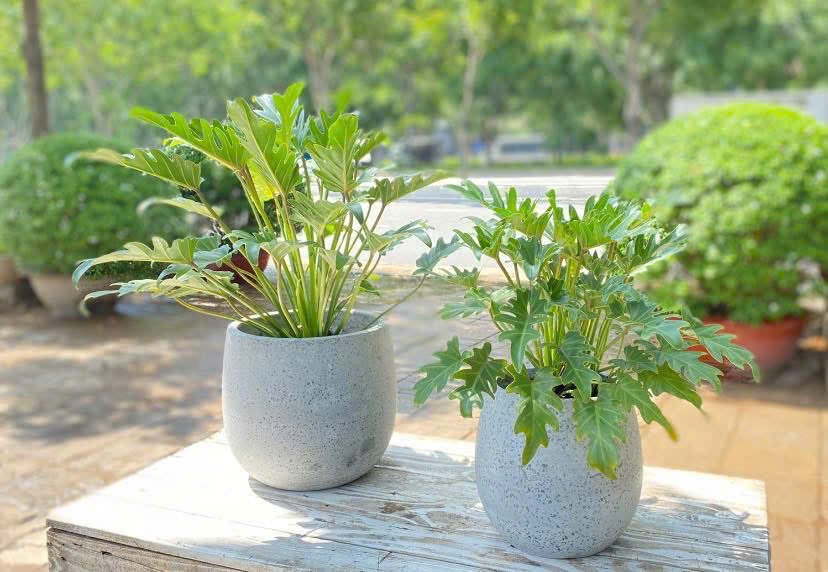 Cây Trầu Bà Chân Vịt