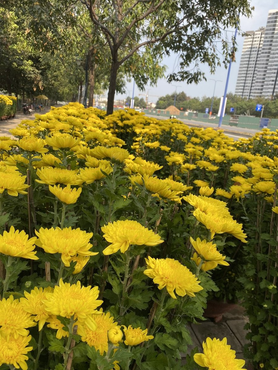 Hoa Cúc Đại Đóa