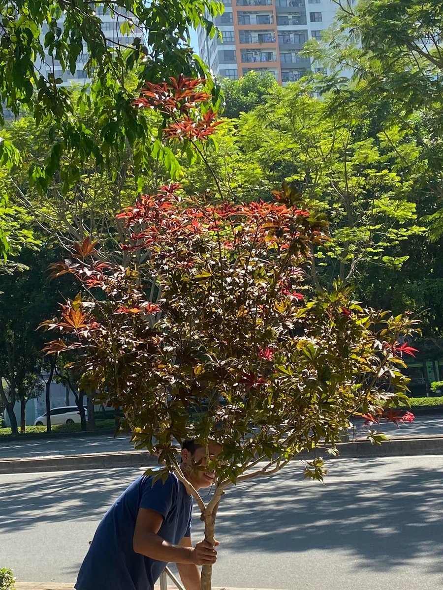 Cây Phong Lá Đỏ