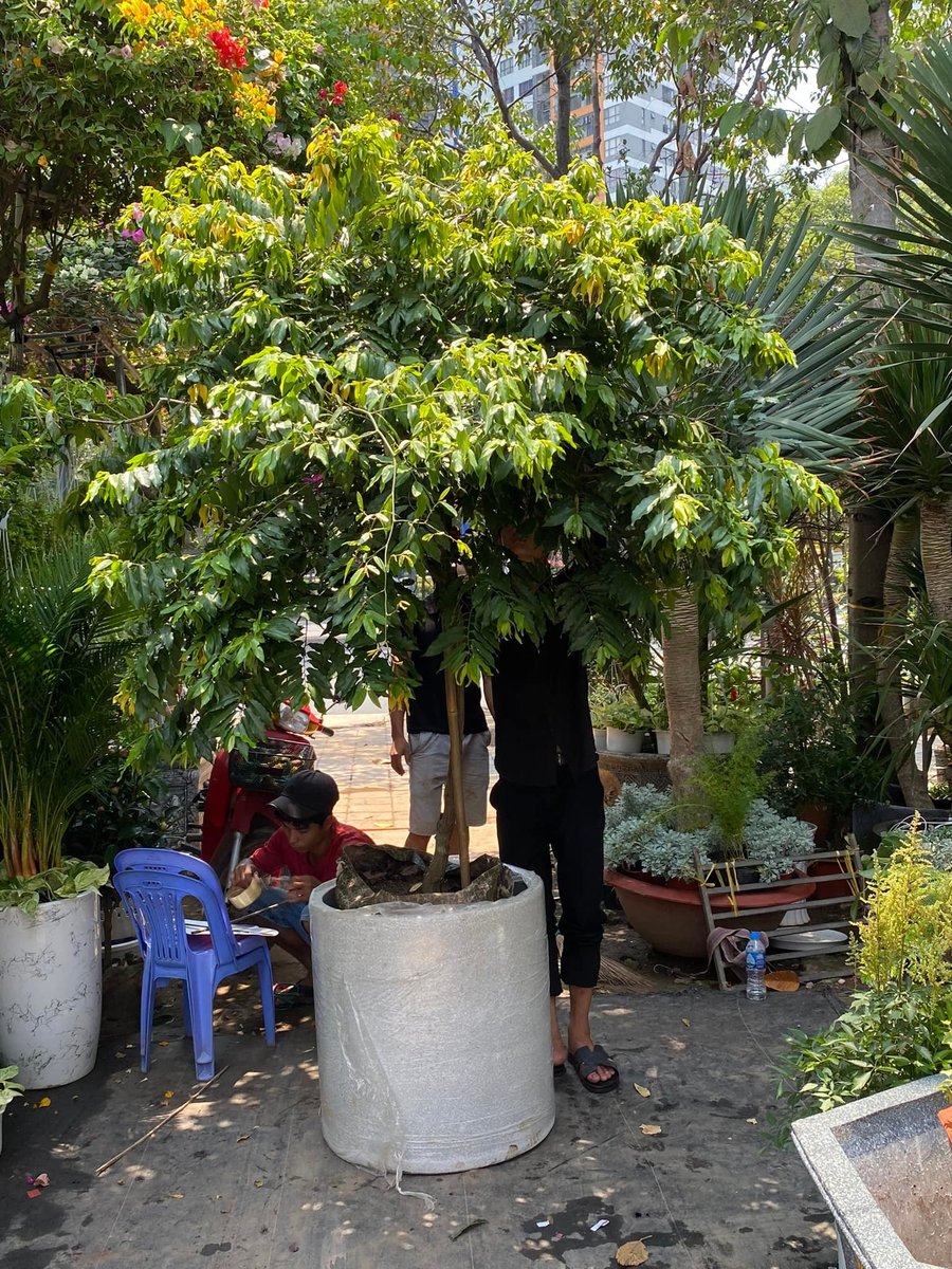 Cây Hoa Dẻ