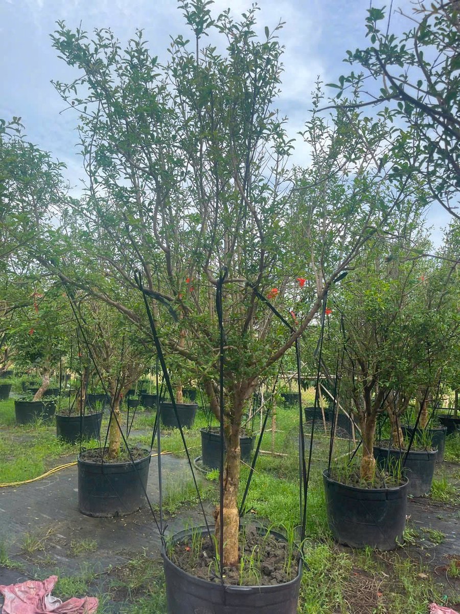 Cây Lựu Đỏ Ấn Độ