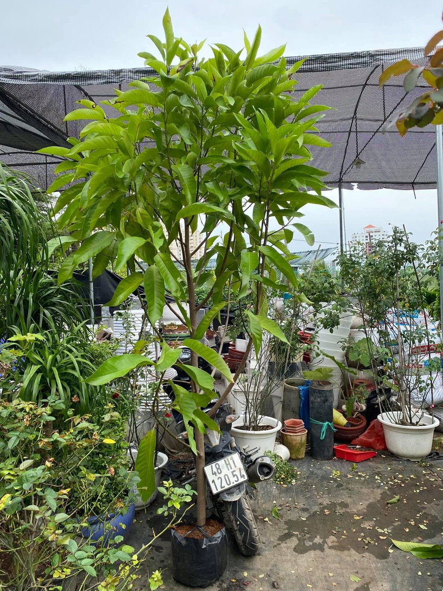 Cây Hoa Ngọc Lan