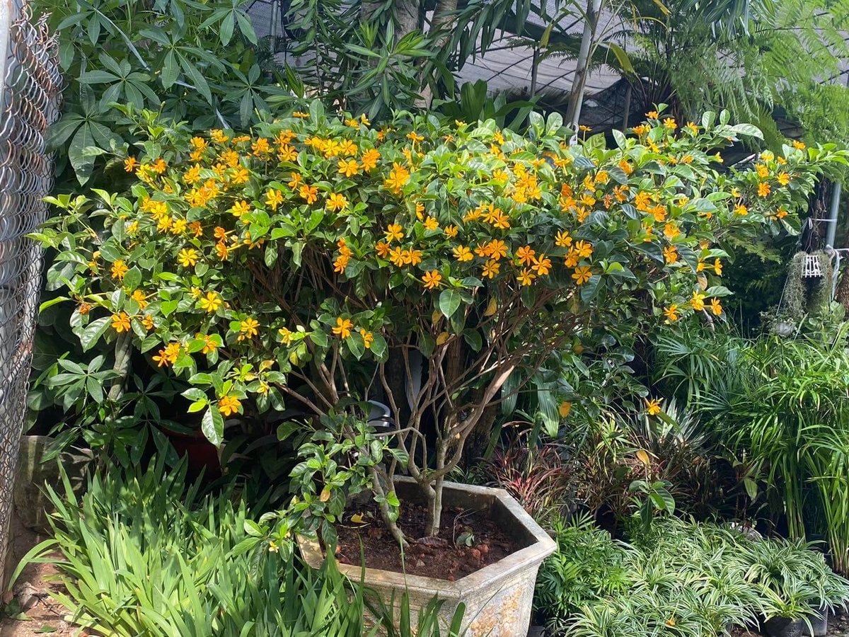 Cây Nhài Hoàng Gia