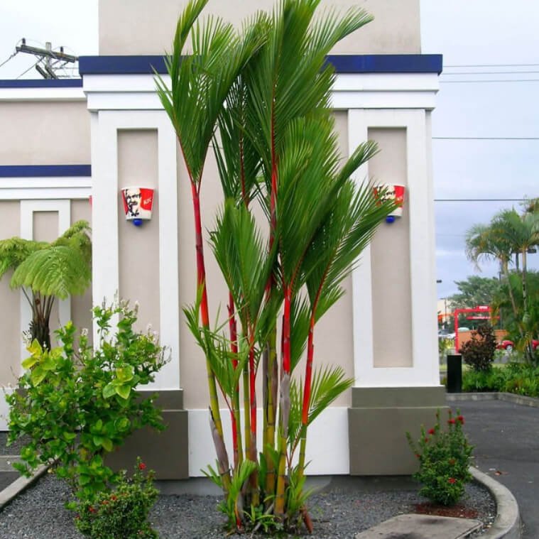 Cây Cau Đỏ