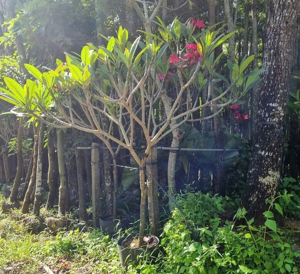 Cây Hoa Sứ Đỏ Ấn Độ