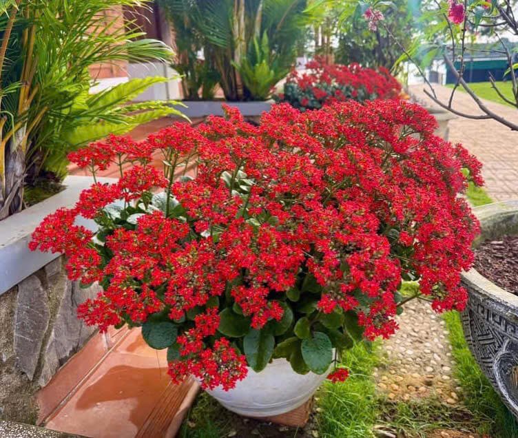 Cây Sống Đời