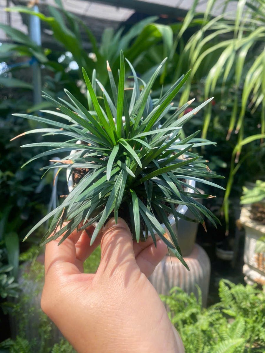 Cây cỏ gấu mỹ
