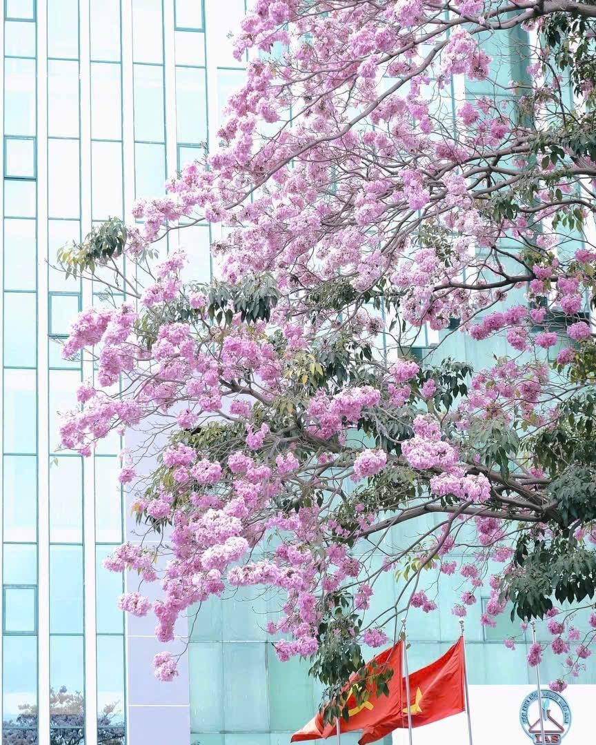 Cây Hoa Kèn Hồng