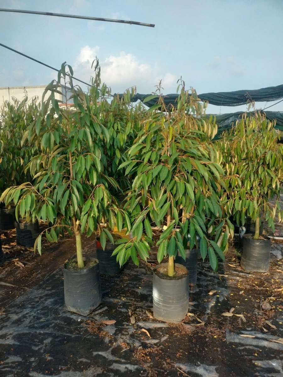 Cây sầu riêng