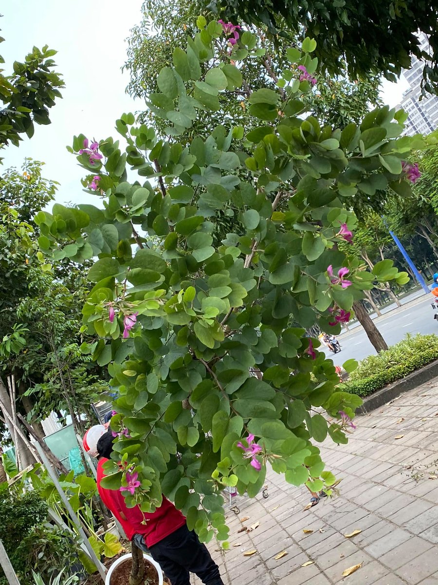 Cây Hoa Móng Bò