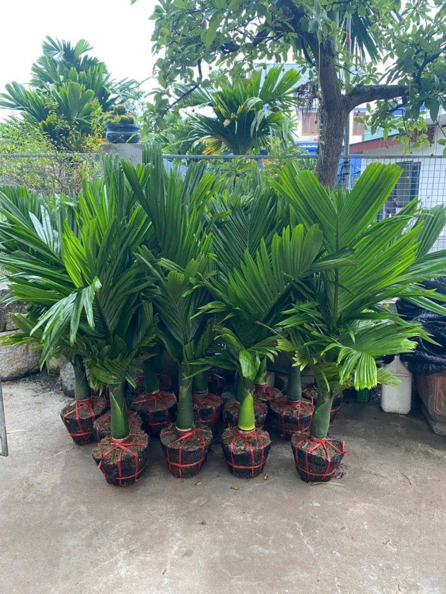 Cây Cau Hương (Cau Lùn)