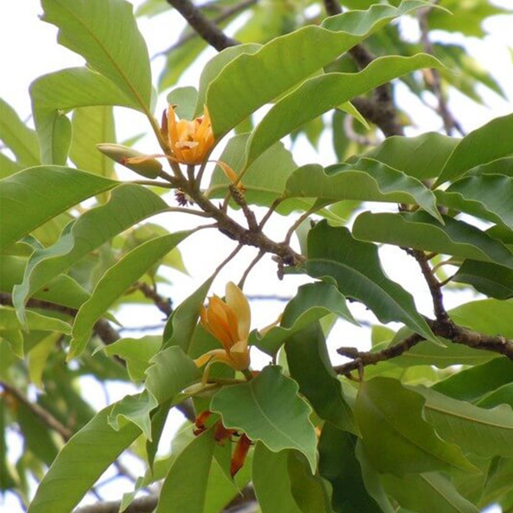Cây Ngọc Lan Hoa Vàng