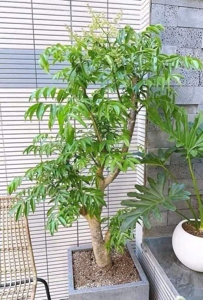 Cây Cóc Thái