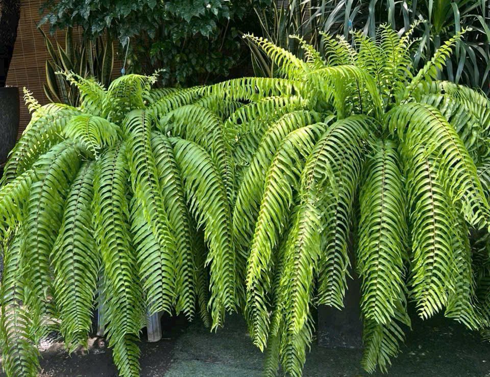 Dương xỉ thòng Thái - Sabai Nang