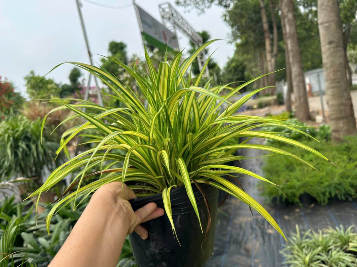 Cây Dứa Nhật Vàng (Dứa Vạn Phát)