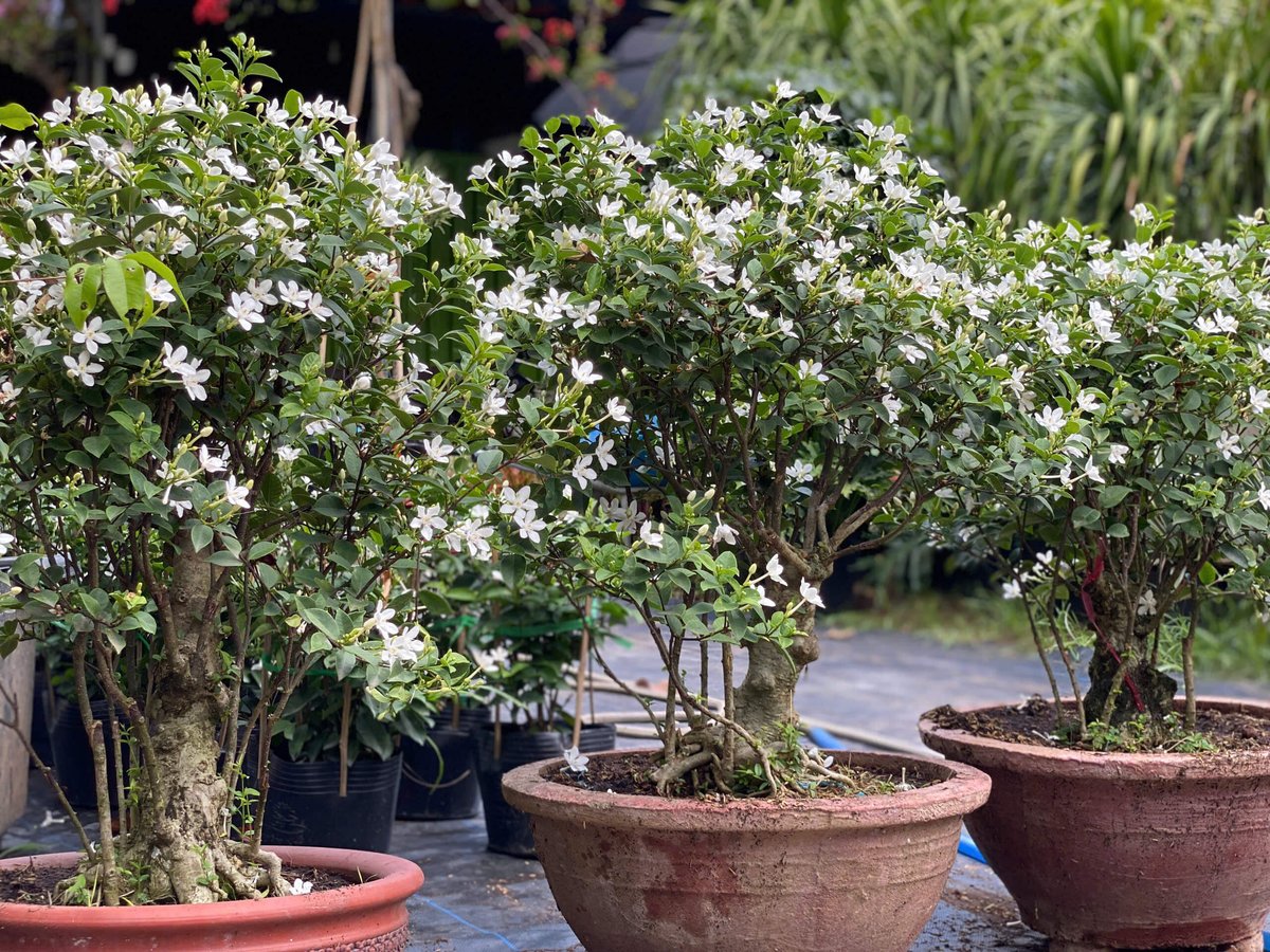 Cây Mai Chỉ Thiên Bonsai