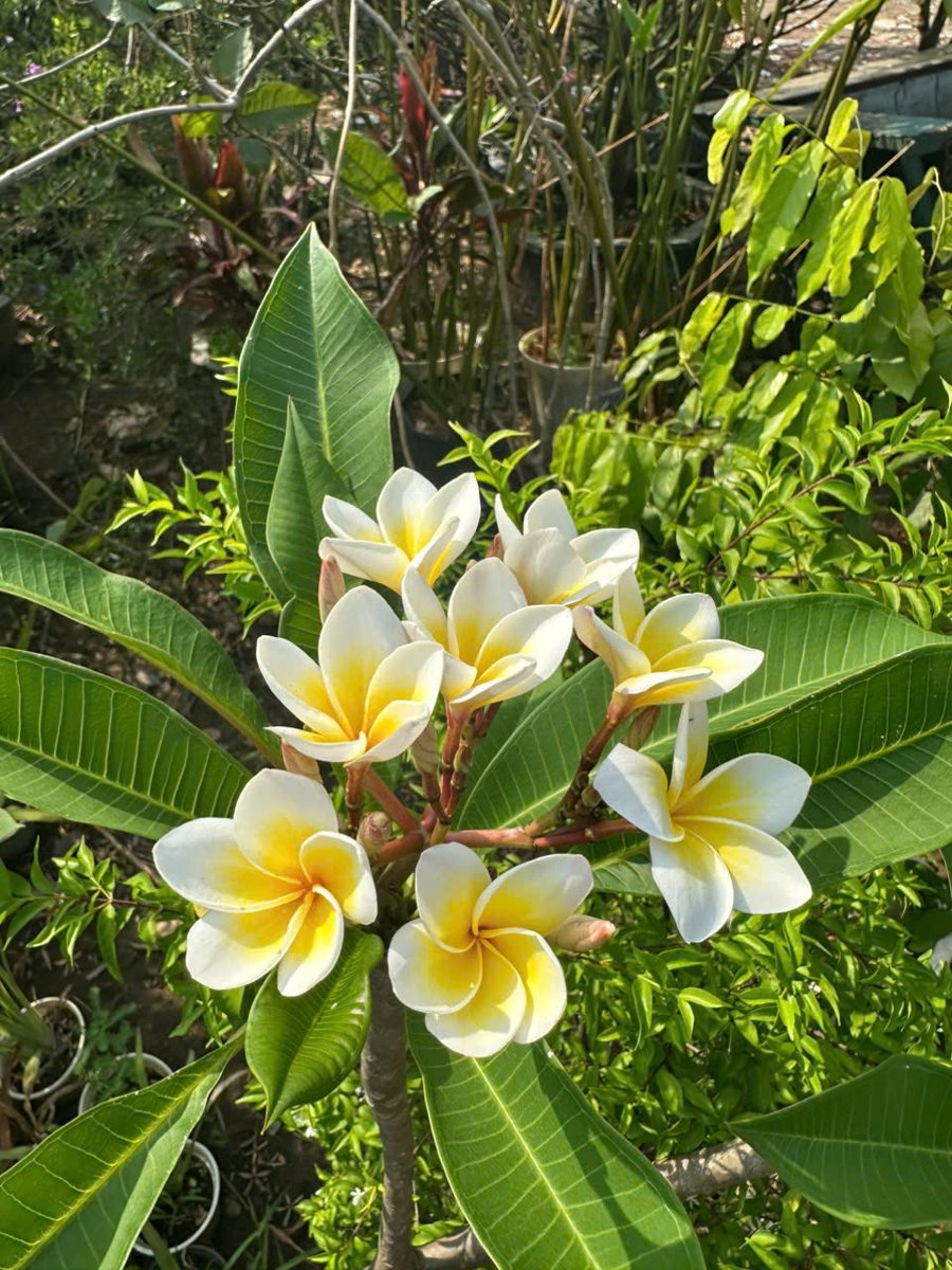 Cây Hoa Sứ