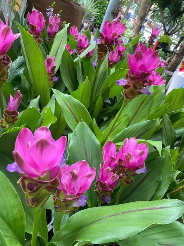 Hoa Tulip Xiêm - Nghệ Tây Xiêm