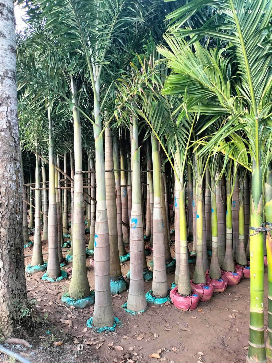Cây Cau Đuôi Chồn