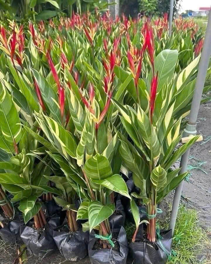Chuối Mỏ Két Cẩm Thạch