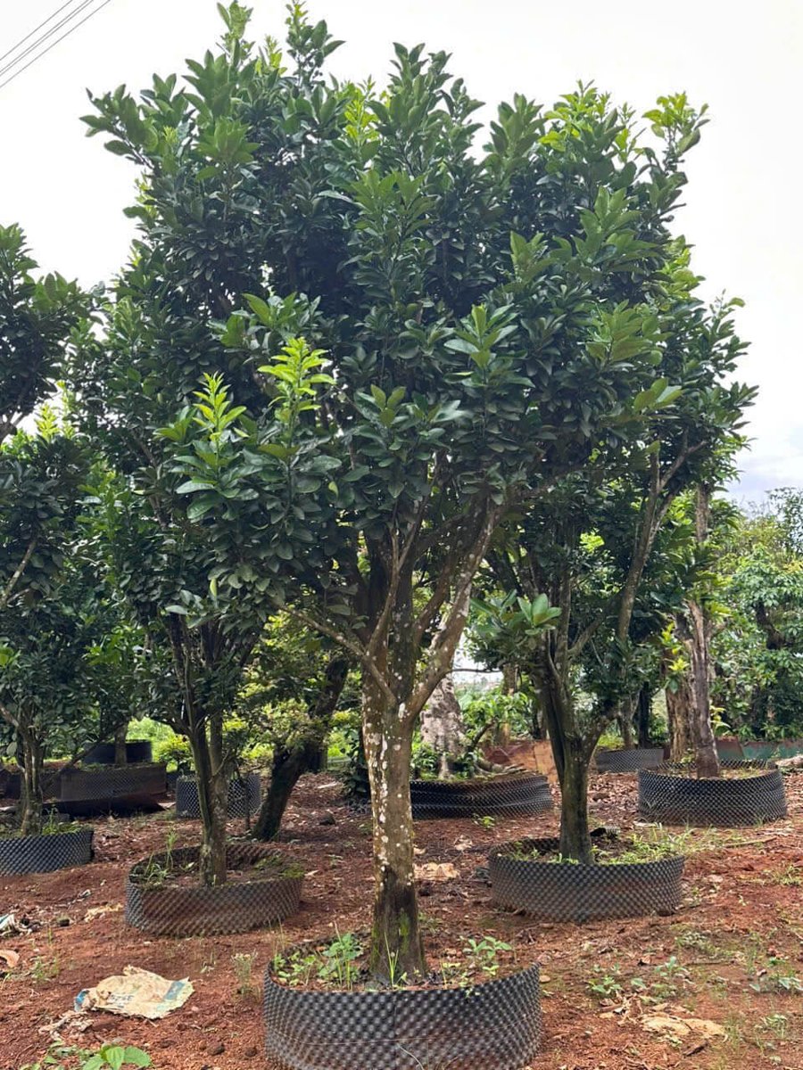Cây Bưởi Da Xanh