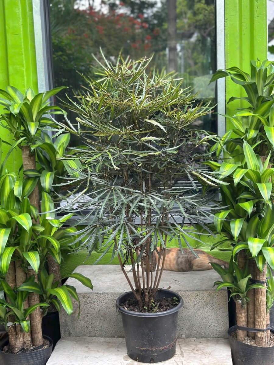 Cây Khổng Tước