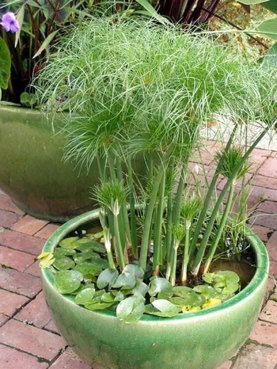 Cây Cói – Giống Cây Trang Trí Sân Vườn