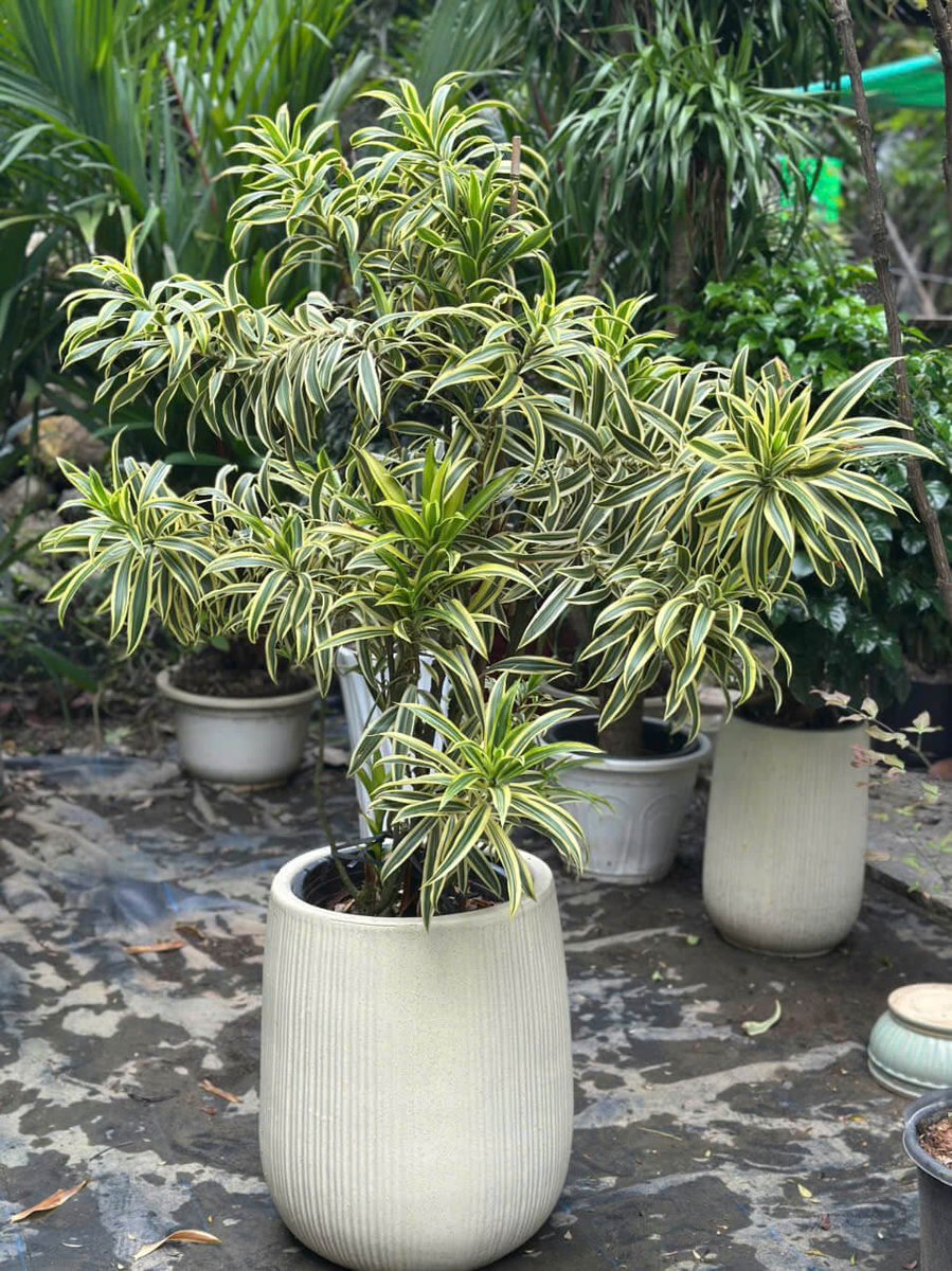 Trúc Bách Hợp Cẩm Thạch