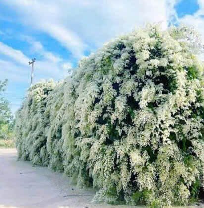 Cây Đinh Hương Nhật Bản