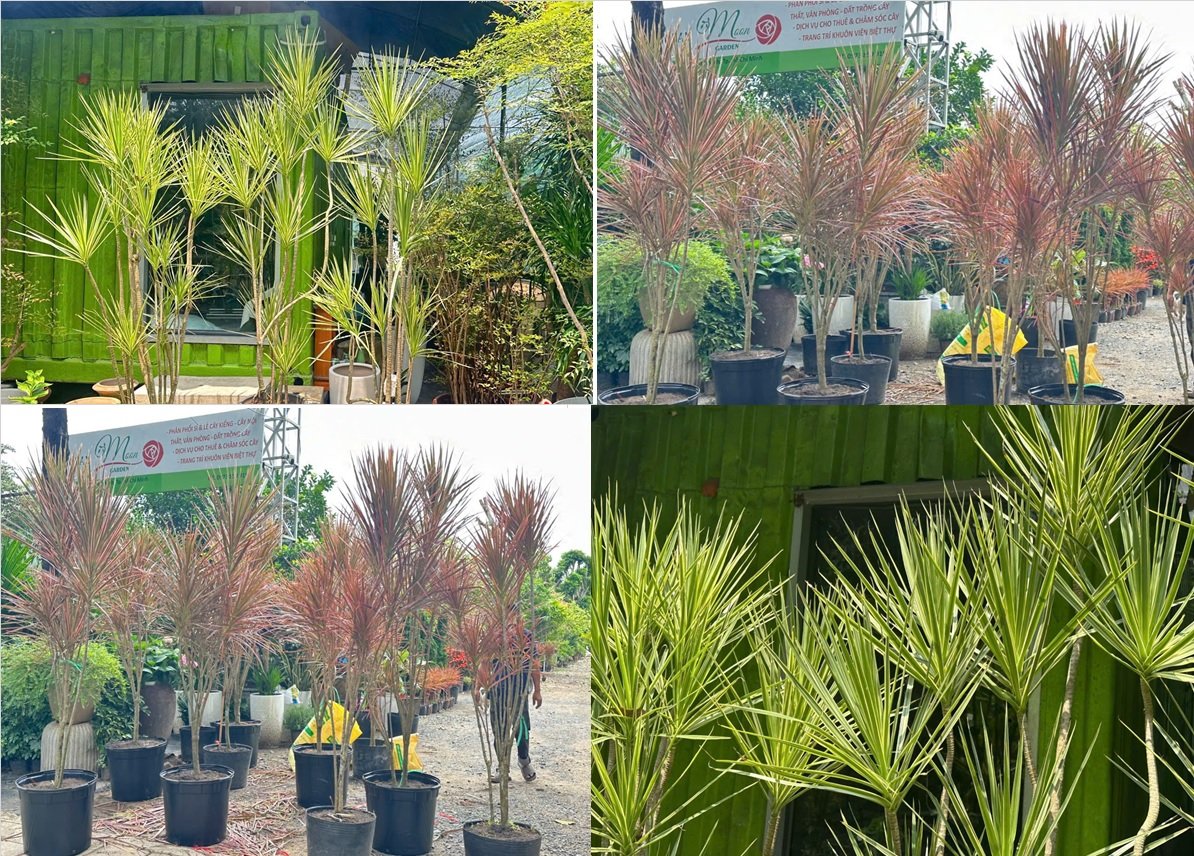 Cây huyết dụ kiếm