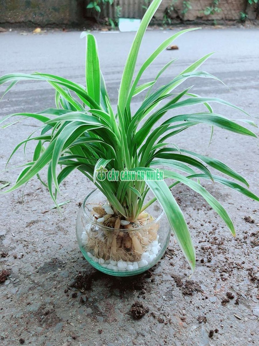 Cây Lan Chi trồng thủy sinh (hay còn có các tên gọi phổ biến khác là Cây Dây Nhện, Cỏ Lan Chi, Cây Mẫu Tử).
