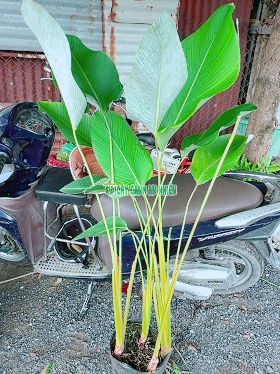 Lá Dong Bạc Cây Lớn