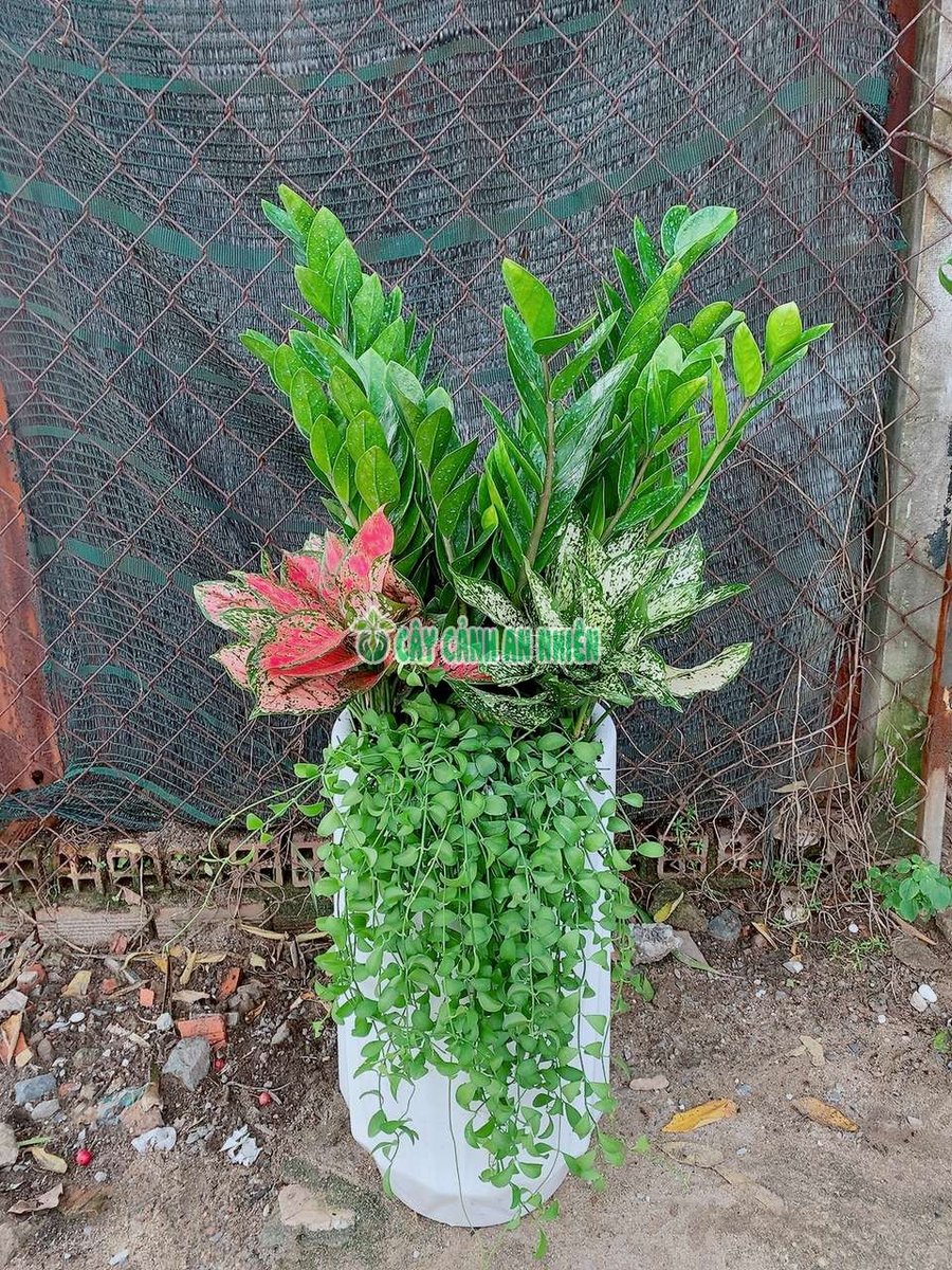 Chậu Kim Phát Tài Tiểu Cảnh 1m (Kim Tiền)