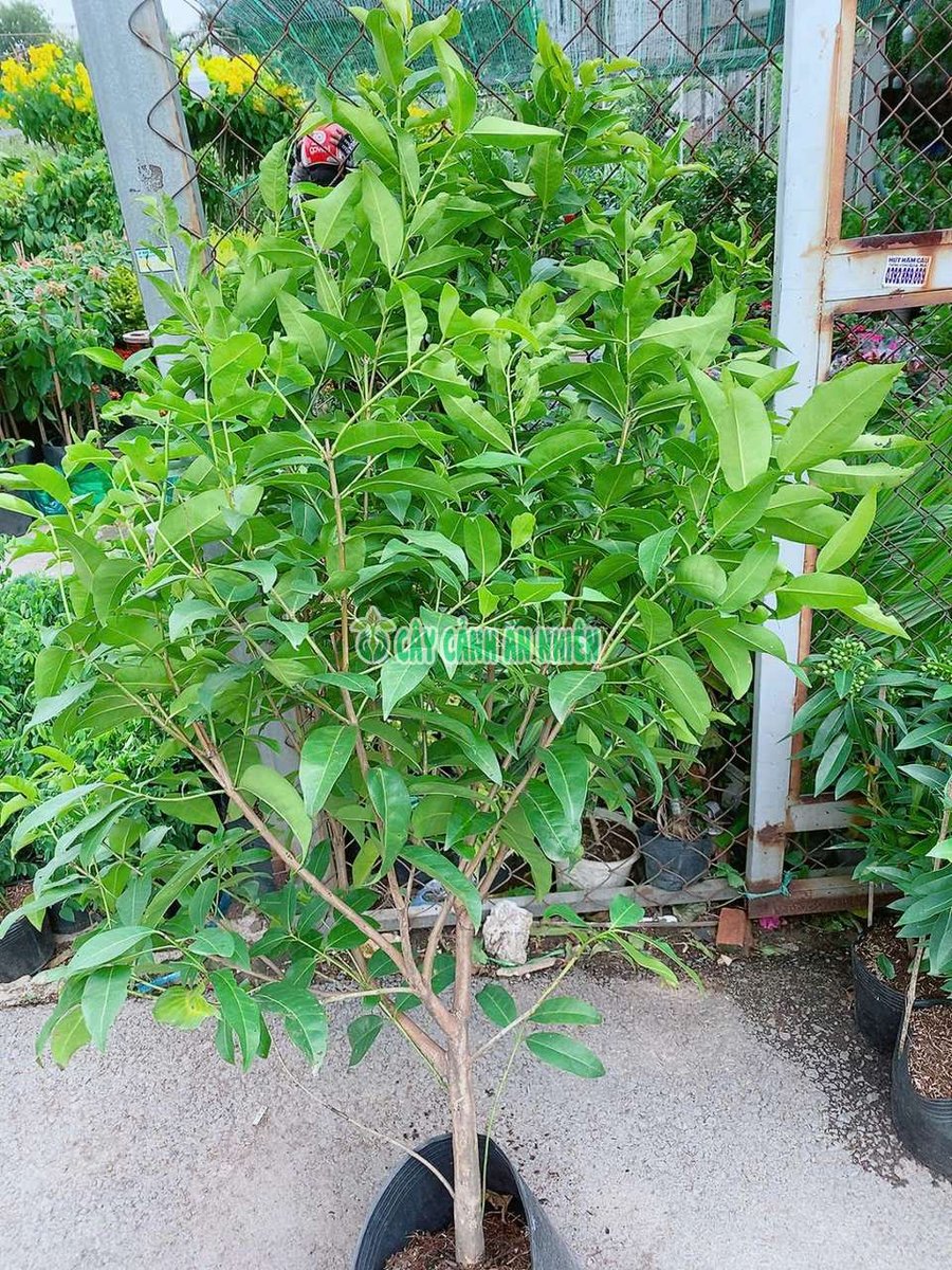Cây Lá Vối Lớn