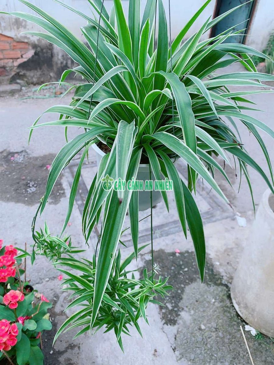 Cây Cỏ Lan Chi (hay còn gọi là Cây Mẫu Tử, Cây Dây Nhện)