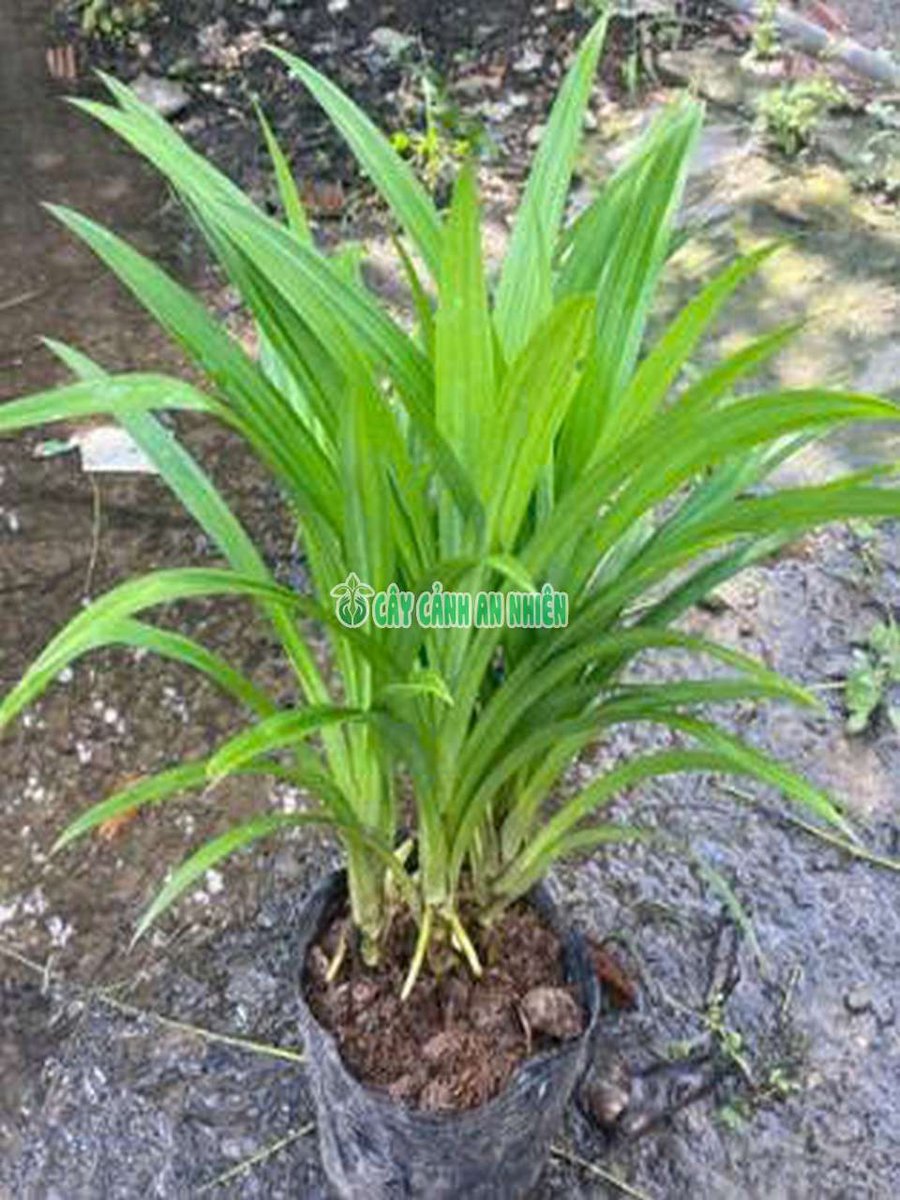 Bụi Lá Dứa Nấu Xôi