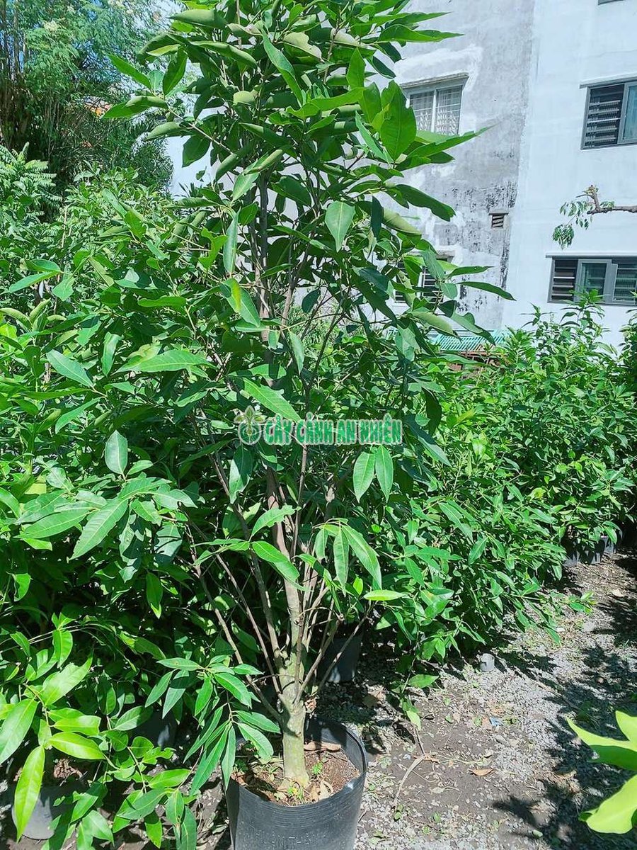 Cây Lá Vôi Lớn Cao 2m