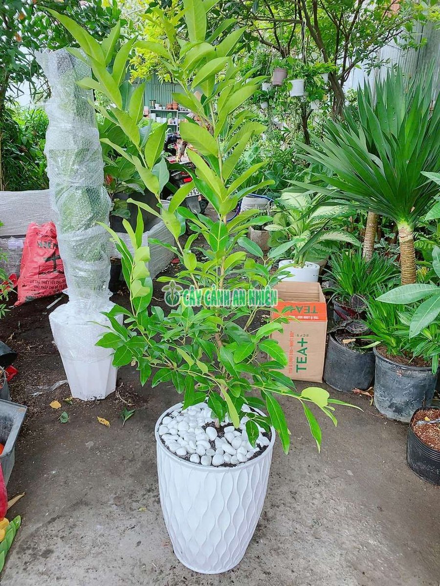Chậu Cây Lá Vối Lớn
