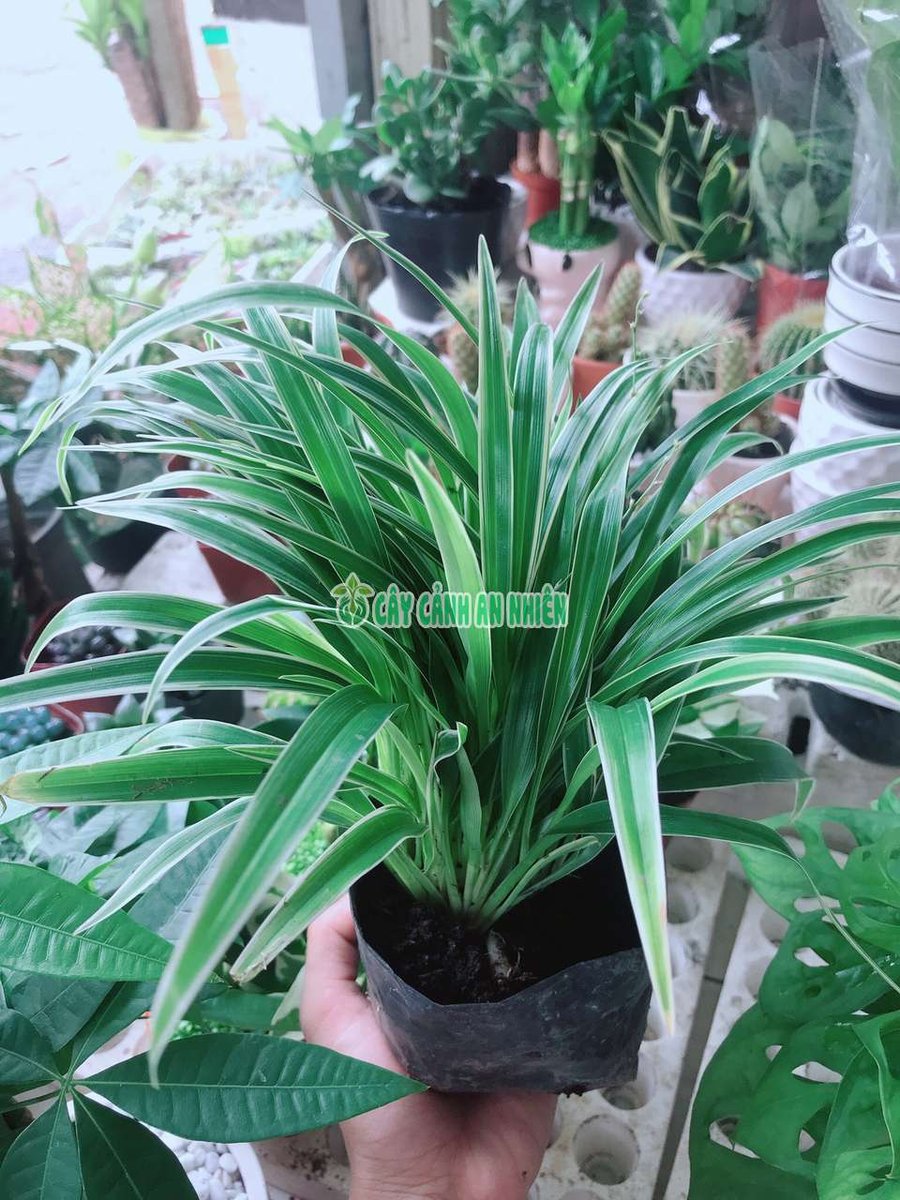 Cây Cỏ Lan Chi (hay còn gọi là Cây Mẫu Tử, Cây Dây Nhện)
