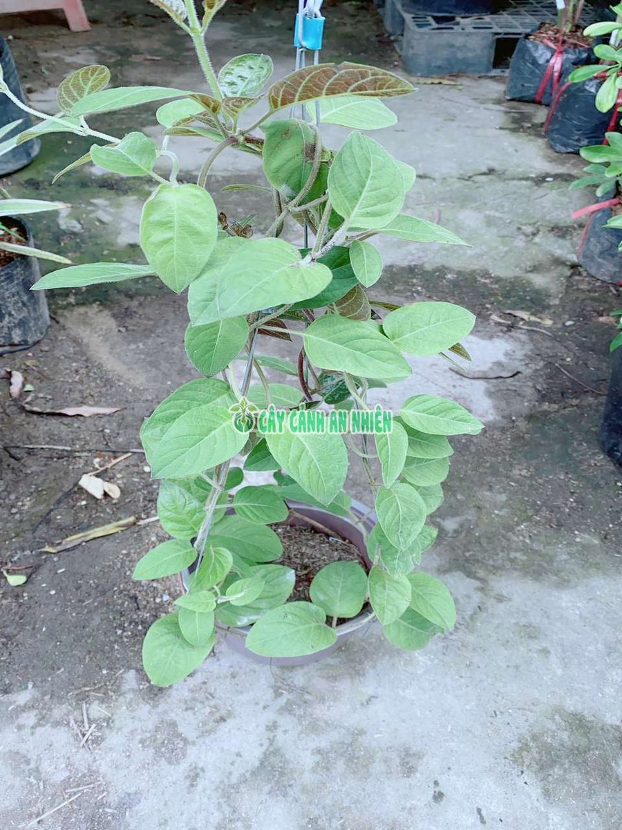 Cây Lá Mơ Lông (hay còn gọi là mơ tam thể, dây mơ tròn)