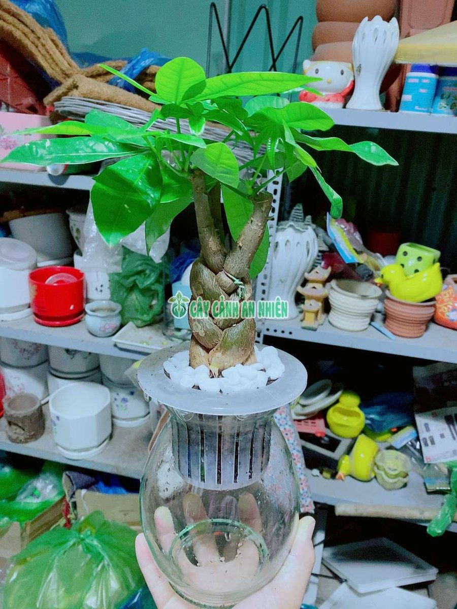 Chậu Kim Ngân Thắt Bính 3 Thân Thủy Canh