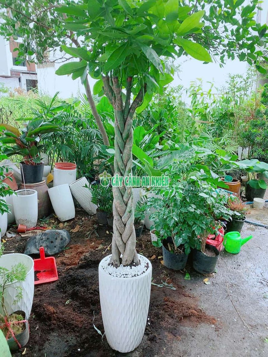 Chậu Cây Kim Ngân Thắt Bính Lớn