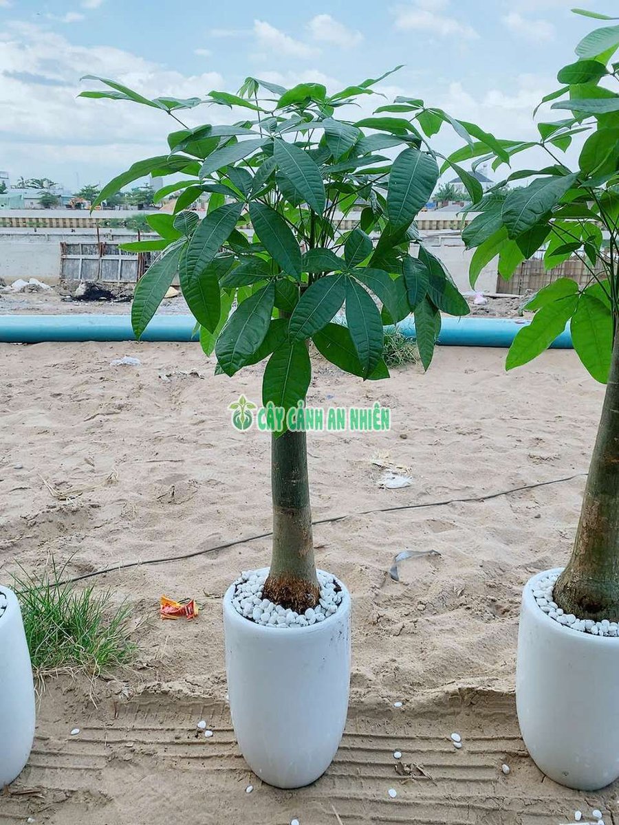 Chậu Kim Ngân 1 Thân Lớn