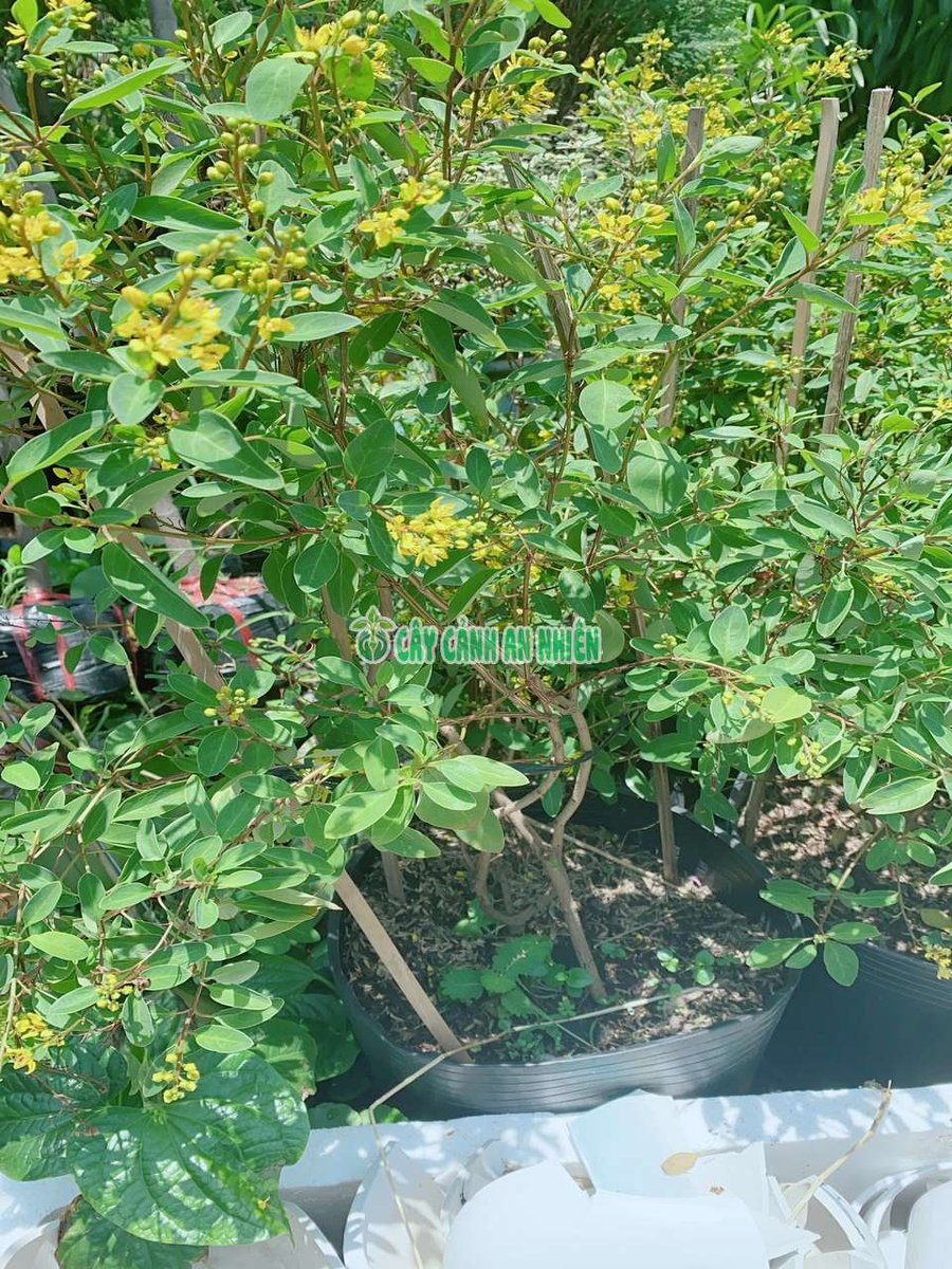Cây Kim Đồng Vàng Lớn