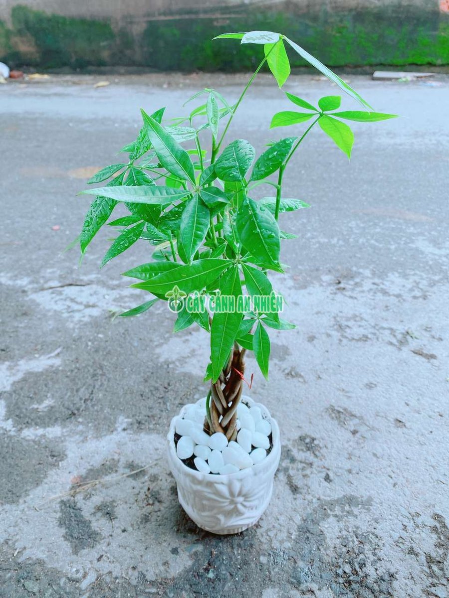 Chậu Kim Ngân Thắt Bính Mini