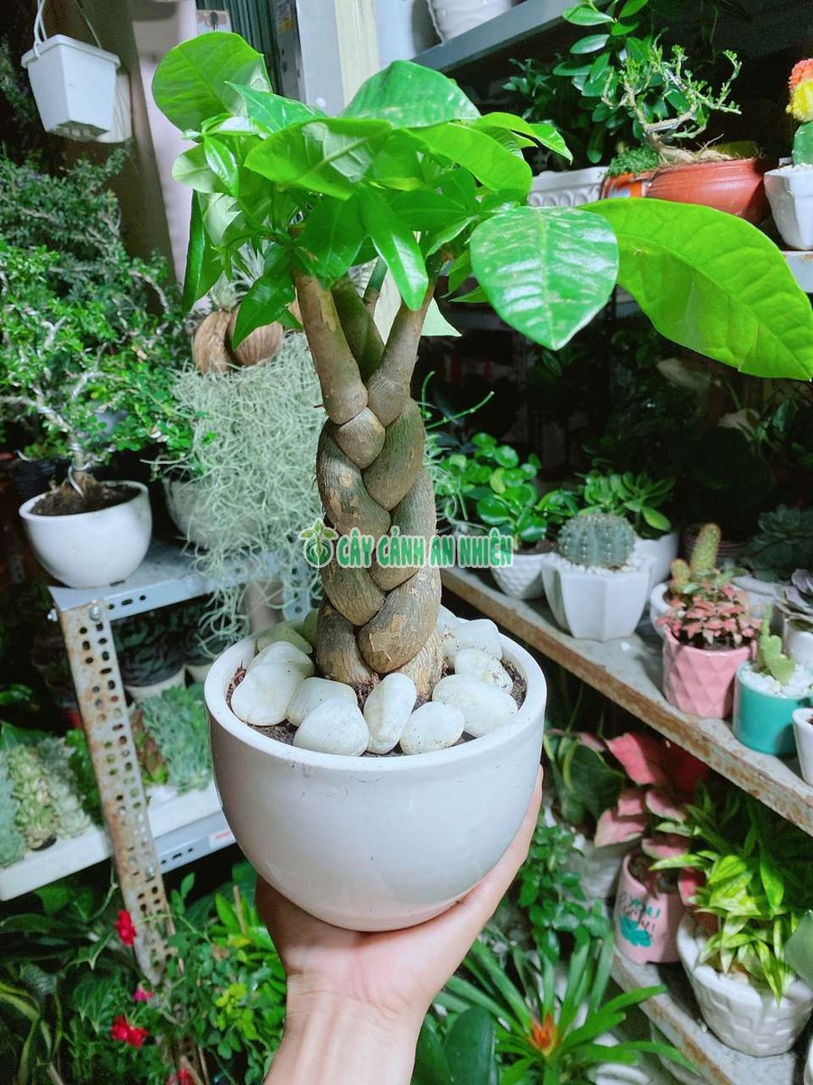 Chậu Kim Ngân Thắt Bính