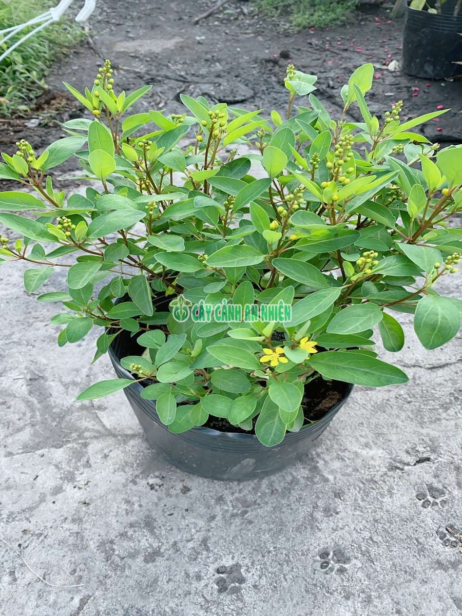 Cây Kim Đồng Vàng 50cm