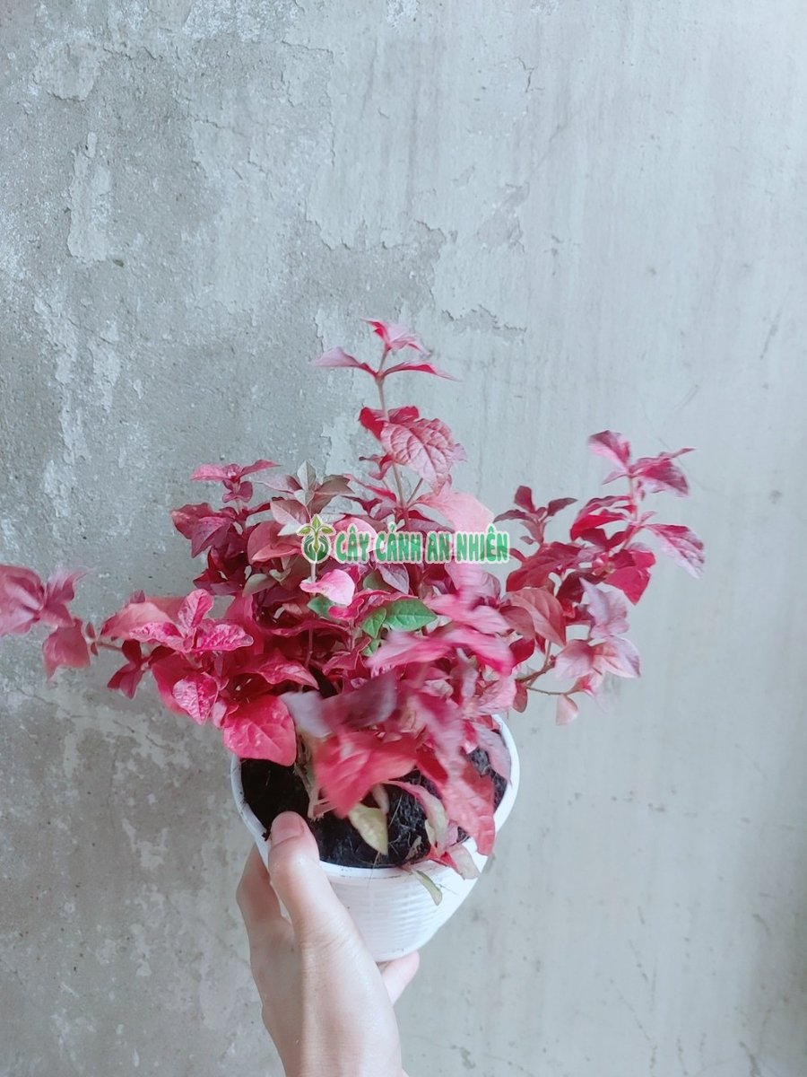 Cây Hoa Ruby Đỏ