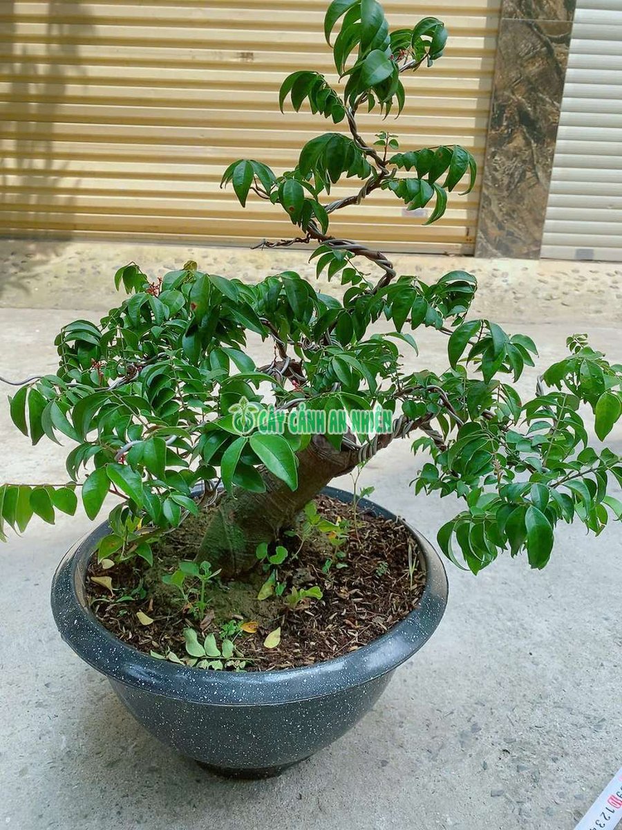 Chậu Khế Bonsai Đẹp